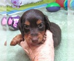 Small #5 Dachshund