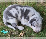 Image preview for Ad Listing. Nickname: Apollo