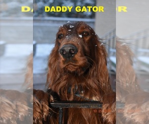 Irish Setter Puppy for sale in SALT LAKE CITY, UT, USA