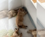 Small Photo #57 Golden Retriever Puppy For Sale in BIG CABIN, OK, USA