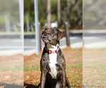 Small #10 Mutt