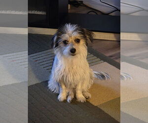 Maltese-Unknown Mix Dogs for adoption in Westminster, MD, USA