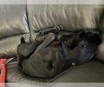 Small #13 Doberman Pinscher