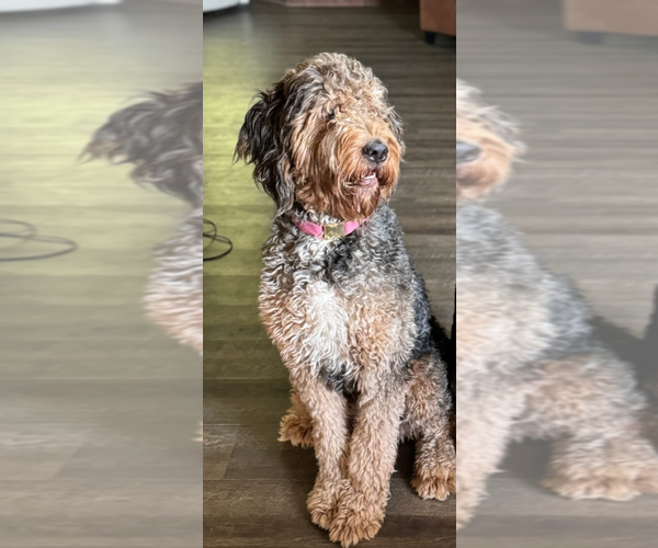 Medium Photo #1 Bernedoodle (Miniature) Puppy For Sale in HELPER, UT, USA