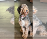 Small Photo #1 Bernedoodle (Miniature) Puppy For Sale in HELPER, UT, USA
