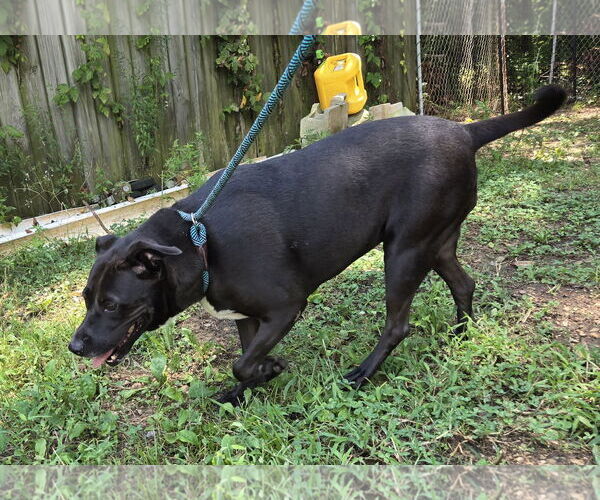 Medium Photo #2 Mutt Puppy For Sale in Jackson, MS, USA