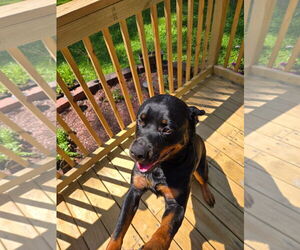 Rottweiler Dogs for adoption in Mt. Laurel, NJ, USA