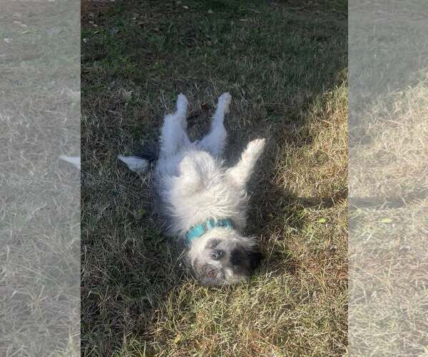 Medium Photo #3 Jack Russell Terrier-Unknown Mix Puppy For Sale in Arlington, VA, USA