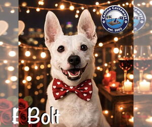 Bolt - Male Jack Russell Terrier Dog for Adoption - Photo #2