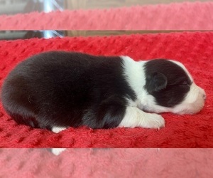 Australian Shepherd Puppy for sale in LODA, IL, USA