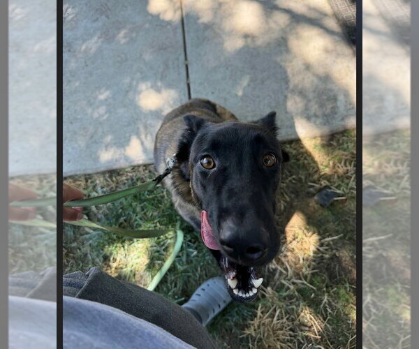Medium Photo #6 Mutt Puppy For Sale in Imlay City, MI, USA