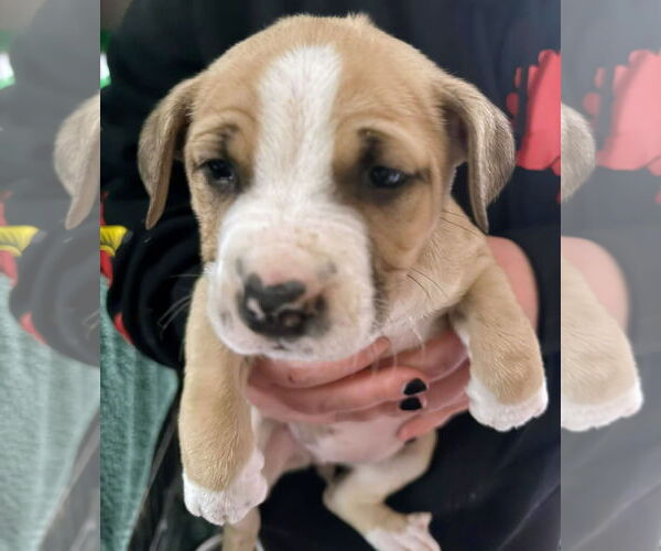 Medium Photo #2 Mutt Puppy For Sale in Forest, VA, USA