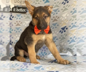 German Shepherd Dog Puppy for sale in LANCASTER, PA, USA