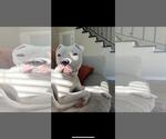 Small American Pit Bull Terrier