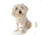 Small Photo #2 Maltichon Puppy For Sale in Oakland Park, FL, USA