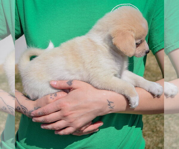 Medium Photo #4 Chihuahua-Unknown Mix Puppy For Sale in Huntley, IL, USA