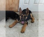 Small Photo #6 German Shepherd Dog Puppy For Sale in MORRISVILLE, MO, USA