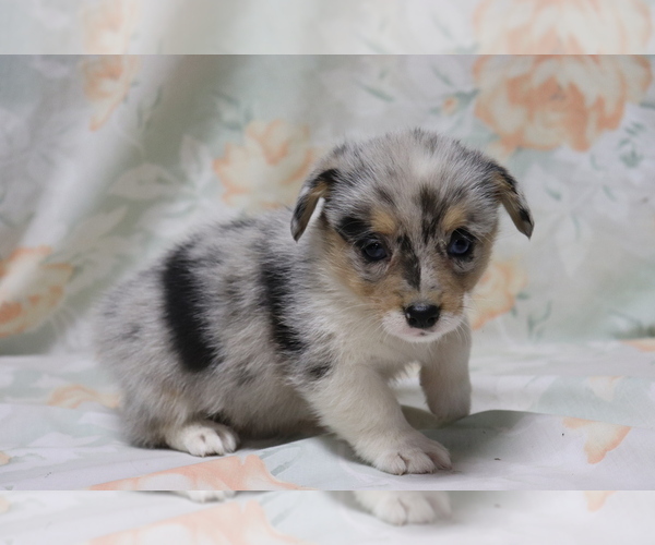 Medium Photo #1 Pembroke Welsh Corgi Puppy For Sale in SHILOH, OH, USA