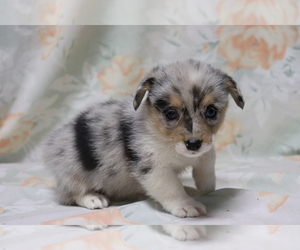 Pembroke Welsh Corgi Puppy for sale in SHILOH, OH, USA
