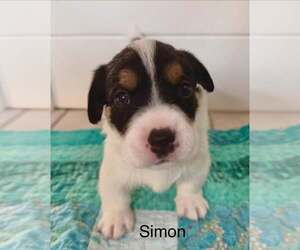 Australian Shepherd-Jack Russell Terrier Mix Dogs for adoption in Cave Creek, AZ, USA