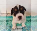Simon - Male Australian Shepherd-Jack Russell Terrier Mix Dog for Adoption - Small photo