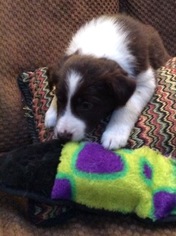 Border Collie Puppy for sale in BUFORD, GA, USA
