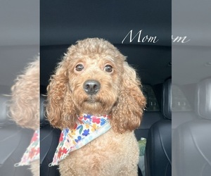 Mother of the Goldendoodle (Miniature) puppies born on 06/01/2026