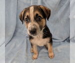 Small Dutch Shepherd -Labrador Retriever Mix