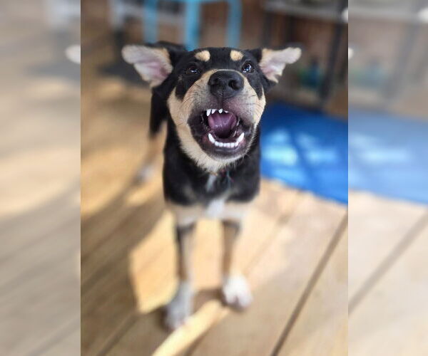 Medium Photo #4 German Pinscher-Unknown Mix Puppy For Sale in Aurora, IN, USA