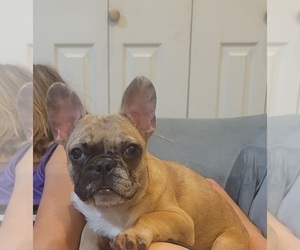 French Bulldog Puppy for sale in POMEROY, OH, USA