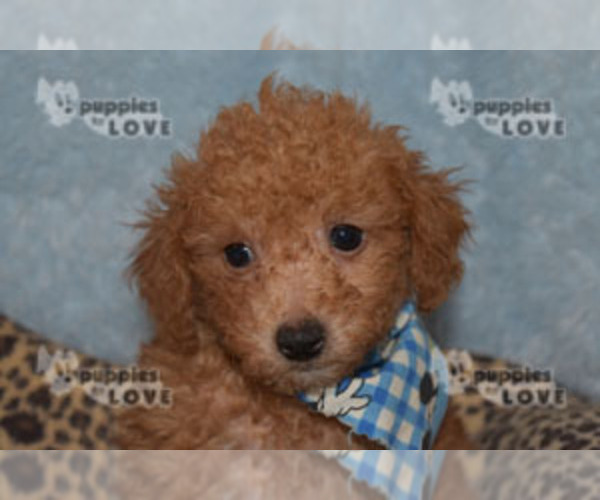 Medium Photo #11 Poodle (Toy) Puppy For Sale in SANGER, TX, USA