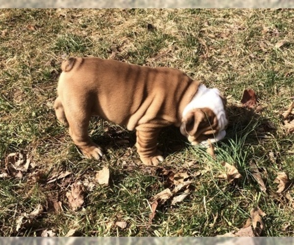 Medium Photo #3 English Bulldog Puppy For Sale in STEPHENS CITY, VA, USA
