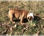 Small Photo #3 English Bulldog Puppy For Sale in STEPHENS CITY, VA, USA