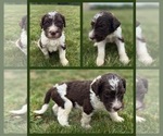 Puppy Pine Goldendoodle