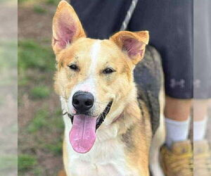 Mutt Dogs for adoption in Martinsburg, WV, USA