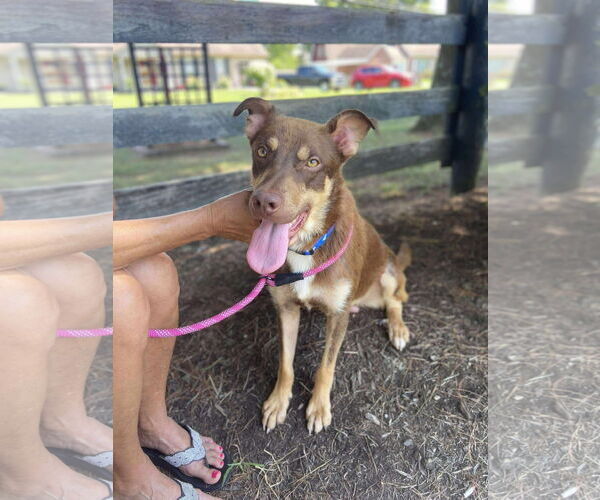 Medium Photo #17 Australian Shepherd-Unknown Mix Puppy For Sale in Germantown, OH, USA