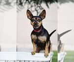 Small #2 Chihuahua