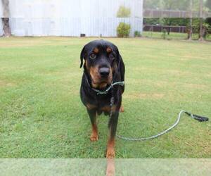 Mother of the Rottweiler puppies born on 07/21/2025