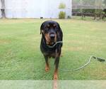 Small Photo #1 Rottweiler Puppy For Sale in ROCKWALL, TX, USA