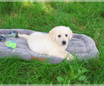Small #4 Labrador Retriever