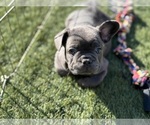 Small #2 French Bulldog