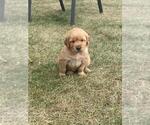 Small Photo #5 Golden Retriever Puppy For Sale in DASSEL, MN, USA