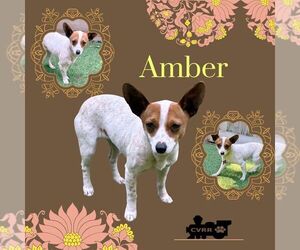 Chihuahua Dogs for adoption in Lindsay, CA, USA