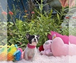 Small #11 French Bulldog