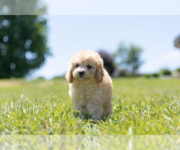 Medium Photo #7 Cavapoo Puppy For Sale in WARSAW, IN, USA