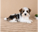 Small #3 Havanese