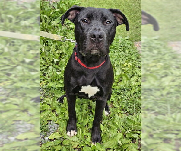 Medium Photo #7 Labrador Retriever-Unknown Mix Puppy For Sale in Cary, NC, USA