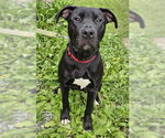 Small #6 Labrador Retriever Mix