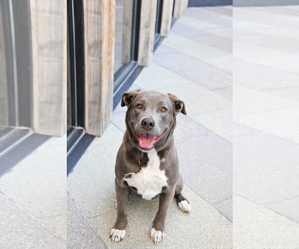 Medium Photo #5 Labrador Retriever-Unknown Mix Puppy For Sale in Sandy, UT, USA