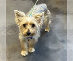 Small #2 Mutt